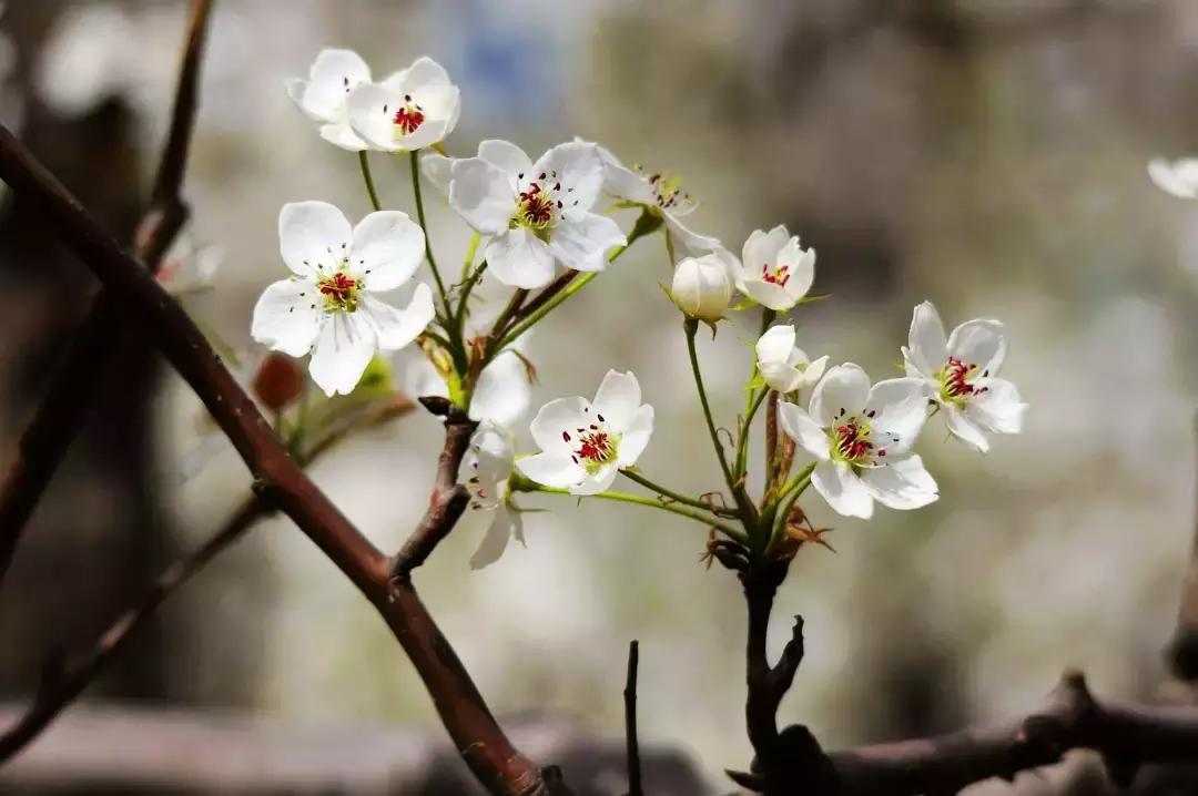 天津赏花好玩的公园,天津东丽湖哪里可以赏花