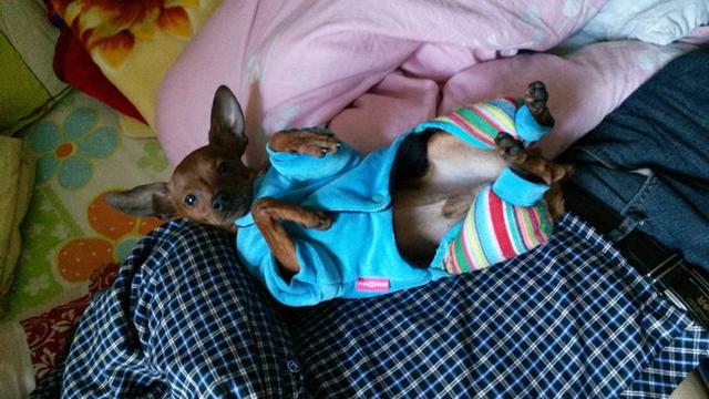 伸舌头的小鹿犬,爱洗澡的小鹿犬