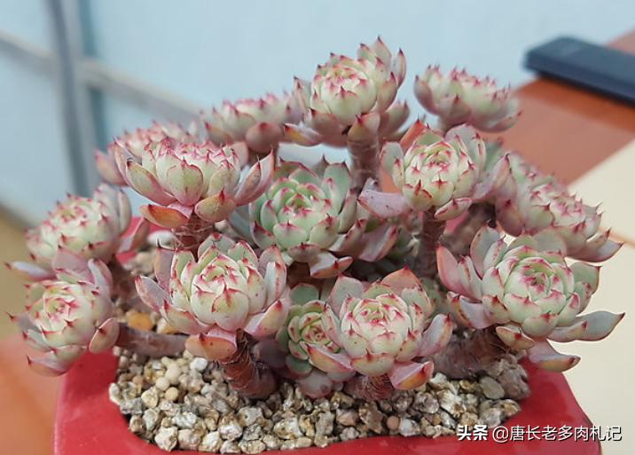 多肉姬莲系列哪个品种最好看,姬莲系的多肉有哪些品种