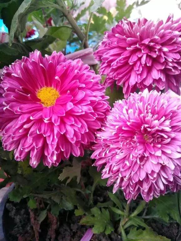 菊花的花蔫了怎么办,菊花凋谢后如何再次开花