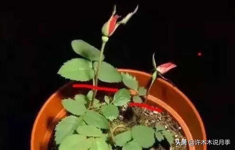 月季黑杆烂根用什么药,月季扦插黑杆了怎么救