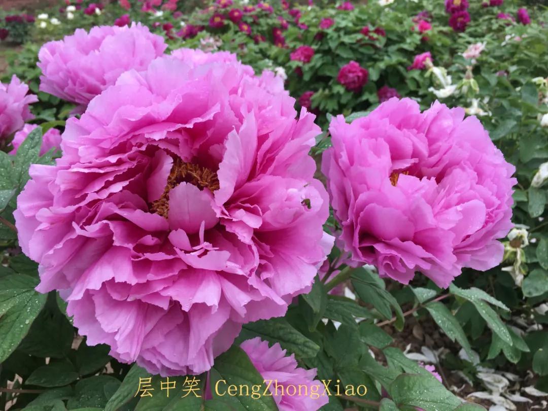 国色天香牡丹花雍容华贵,花中之王国色天香牡丹花