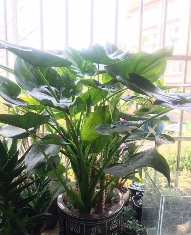 养花除甲醛最快的方法,屋内养花能吸甲醛吗