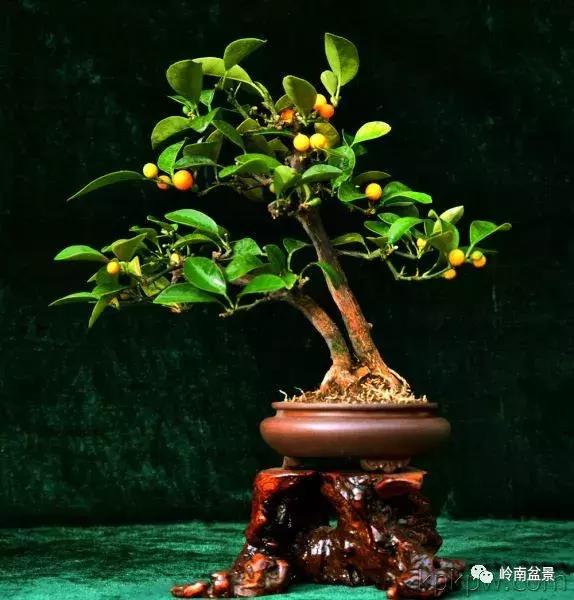 高桩金豆盆景大全,金豆双杆文人盆景欣赏