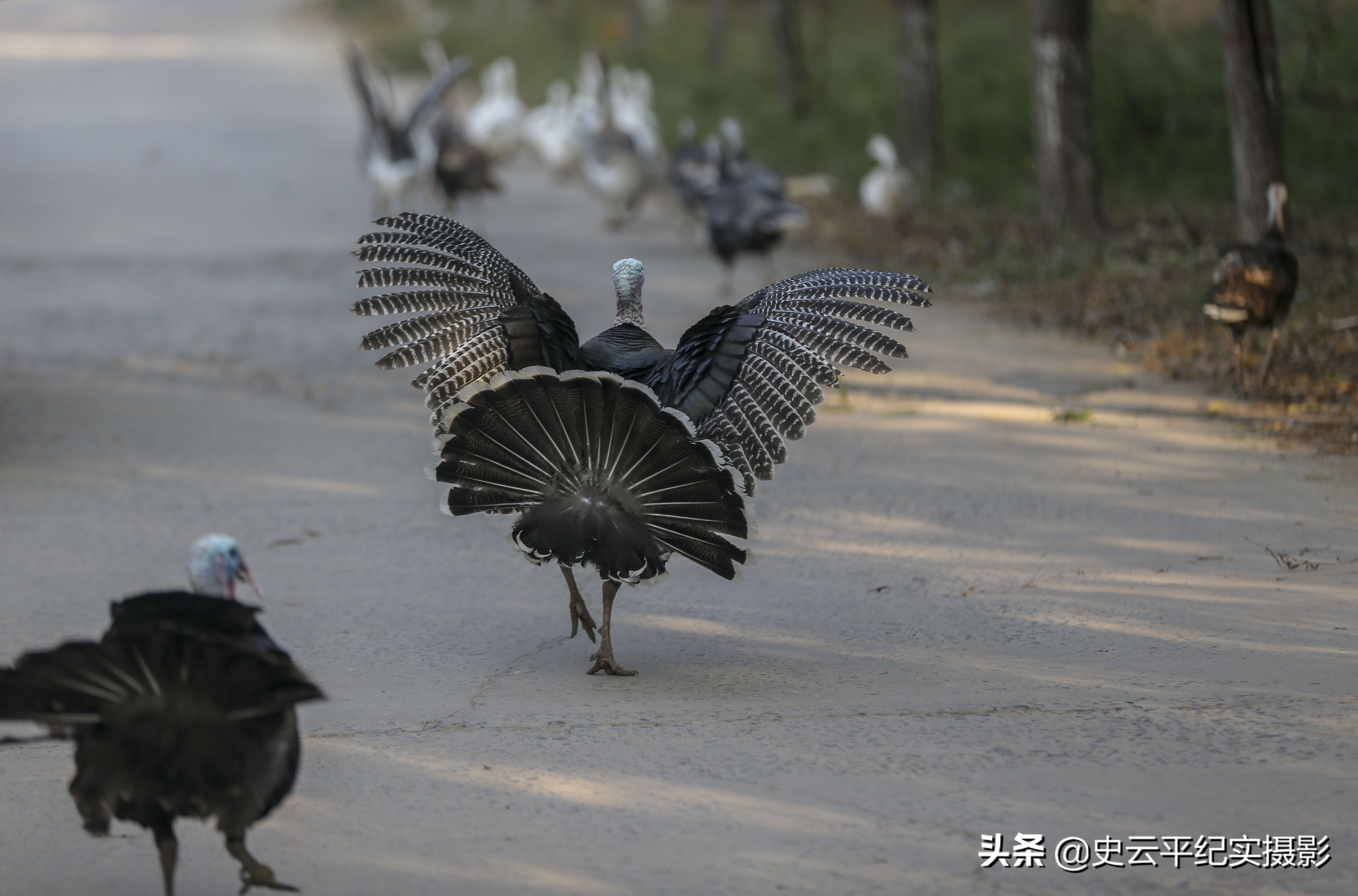 孙子给奶奶买一只小狗,孙子给奶奶买了只鸵鸟