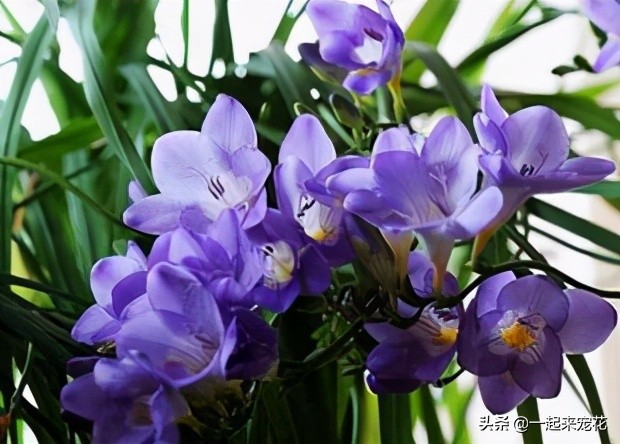 好闻好养适合在卧室养的香水花,哪种香水花最好养