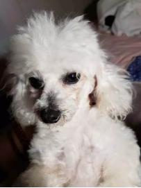 狗狗泪痕怎么去除最快最有效,狗狗去泪痕最有效最快的办法