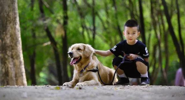 家庭伴侣宠物,家庭伴侣犬适合陪伴孩子的小型犬