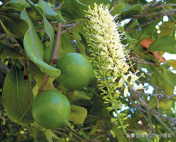 夏威夷果为什么被称为坚果皇后,夏威夷果是谁的后代