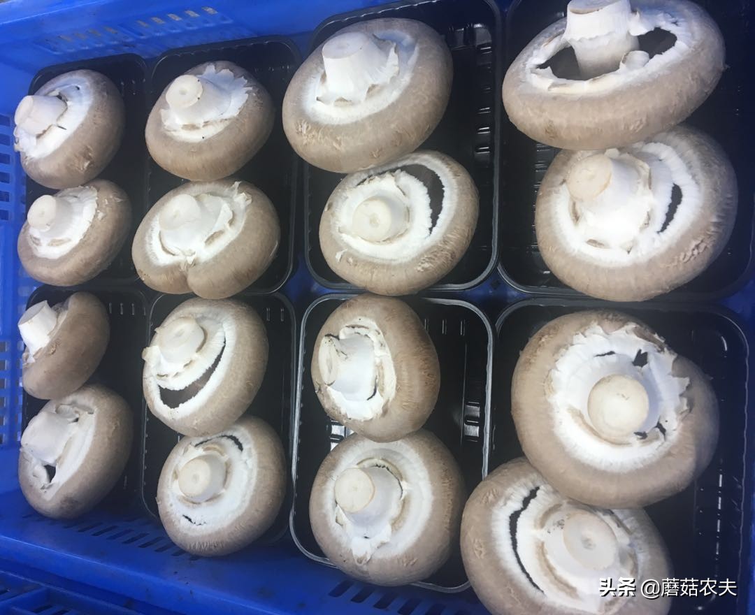 菌菇高端产品,高端菌菇的市场前景