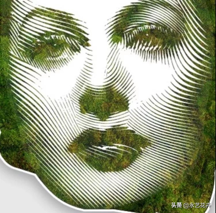 永生花苔藓植物墙,永生苔藓的价格