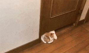 众所周知猫是液体吗,众所周知猫都是液体