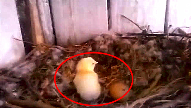 在老鹰孵蛋时把鹰蛋换成鸭蛋,老鹰孵蛋一般什么情况下会弃窝
