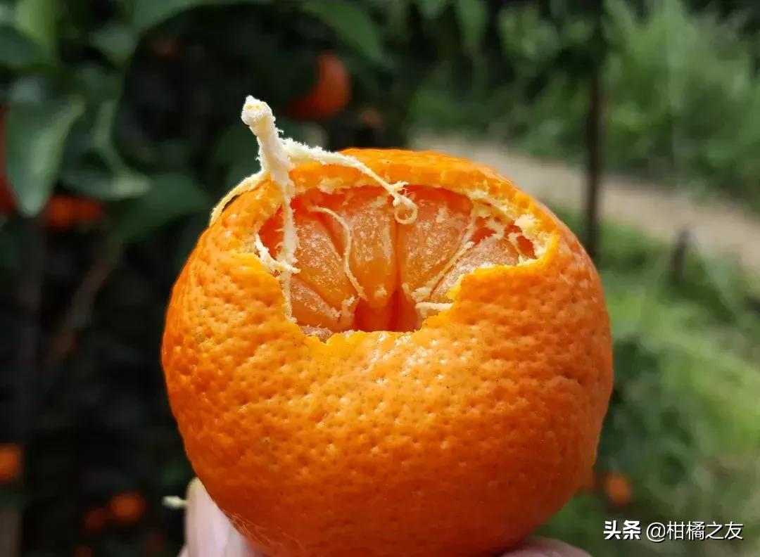 今年早熟蜜柑,今日沃柑沙糖桔价格