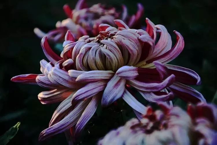 花中四君子菊花国画用笔,花中四君子菊花高清图片