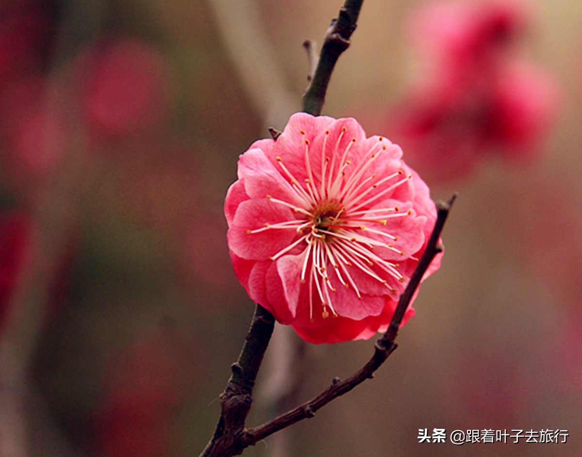 梅花拍摄的方法有哪些特点,冬季如何拍摄耐寒的梅花5个技巧