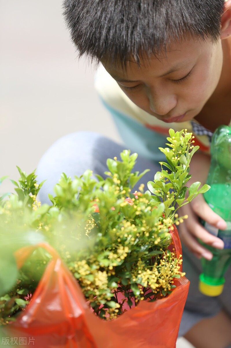 那些令人赞叹的庭院花卉,5种庭院生活方式的花卉