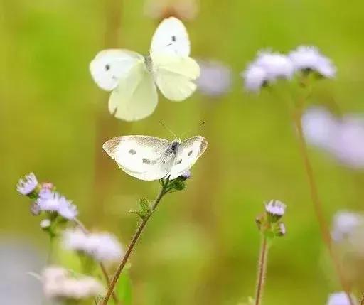十首最美夏日诗词,最经典的夏日诗词