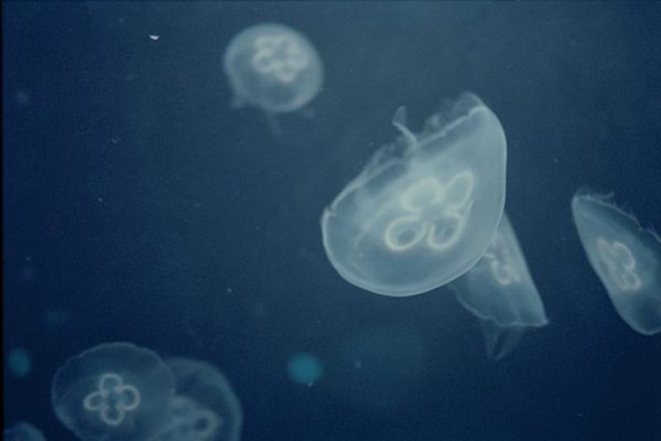 新手玩胶片机,怎么选择胶片机