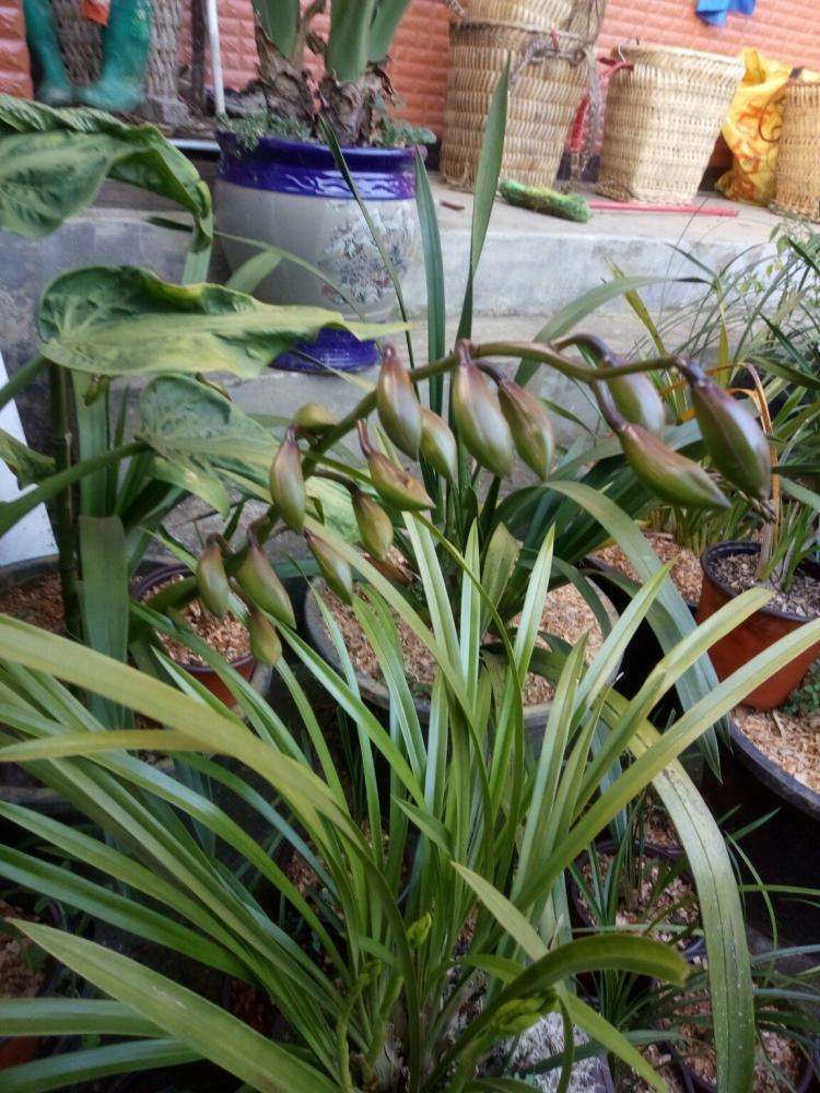 碧玉植物大概养殖方法,一叶兰碧玉兰怎样繁殖最快