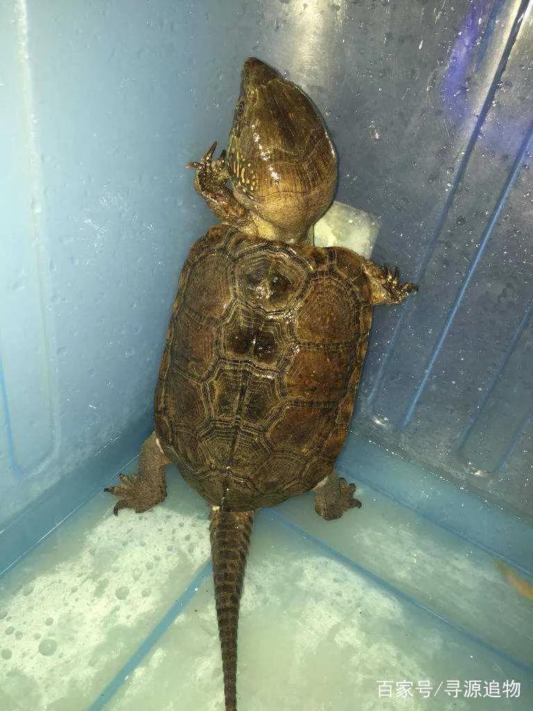 鹰嘴龟国鹰,花鸟市场鹰嘴龟