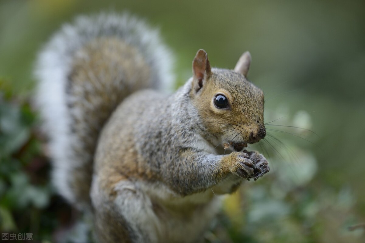 我的“大尾巴”，你在异国他乡还好吗？