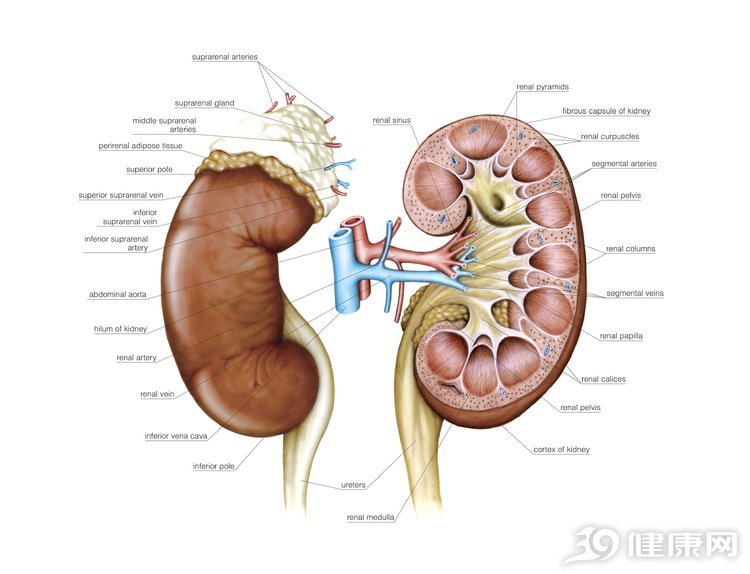 区别肾阴虚和肾阳虚的最好方法,肾阴虚和肾阳虚的区别通俗易懂