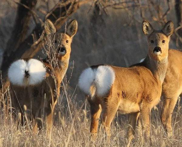 蛟河地理特点,蛟河地名的来源