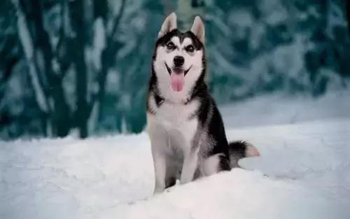 有什么品种狗狗既长不大又不掉毛,建议新手养的10种便宜狗狗不掉毛