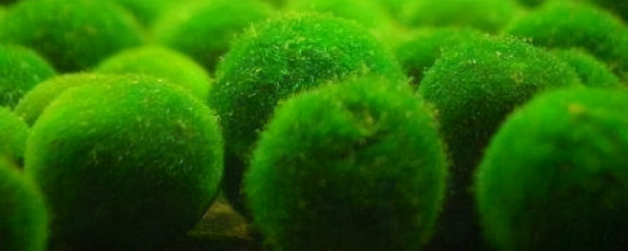 地球上出现最早的藻类,藻类是地球上最早的植物吗