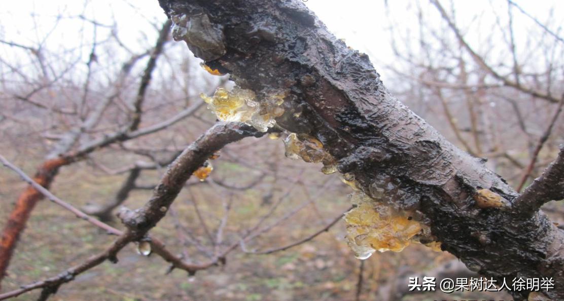 桃树流胶病最有效的防治方法,丁香菊酯能防治桃树流胶病吗