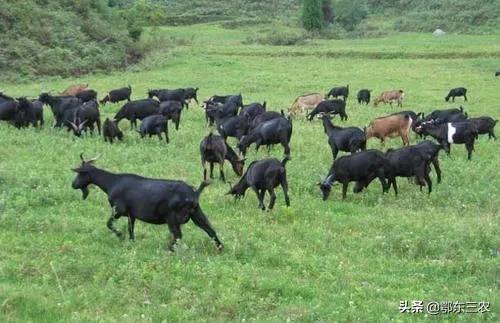 不想背井离乡怎么办,在农村没事做怎么办