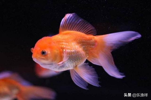 金鱼不能吃什么原因,金鱼到底能不能吃