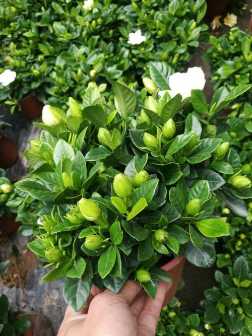 栀子花水大了叶子发黄怎么办,栀子花叶子发黄干叶家用方法