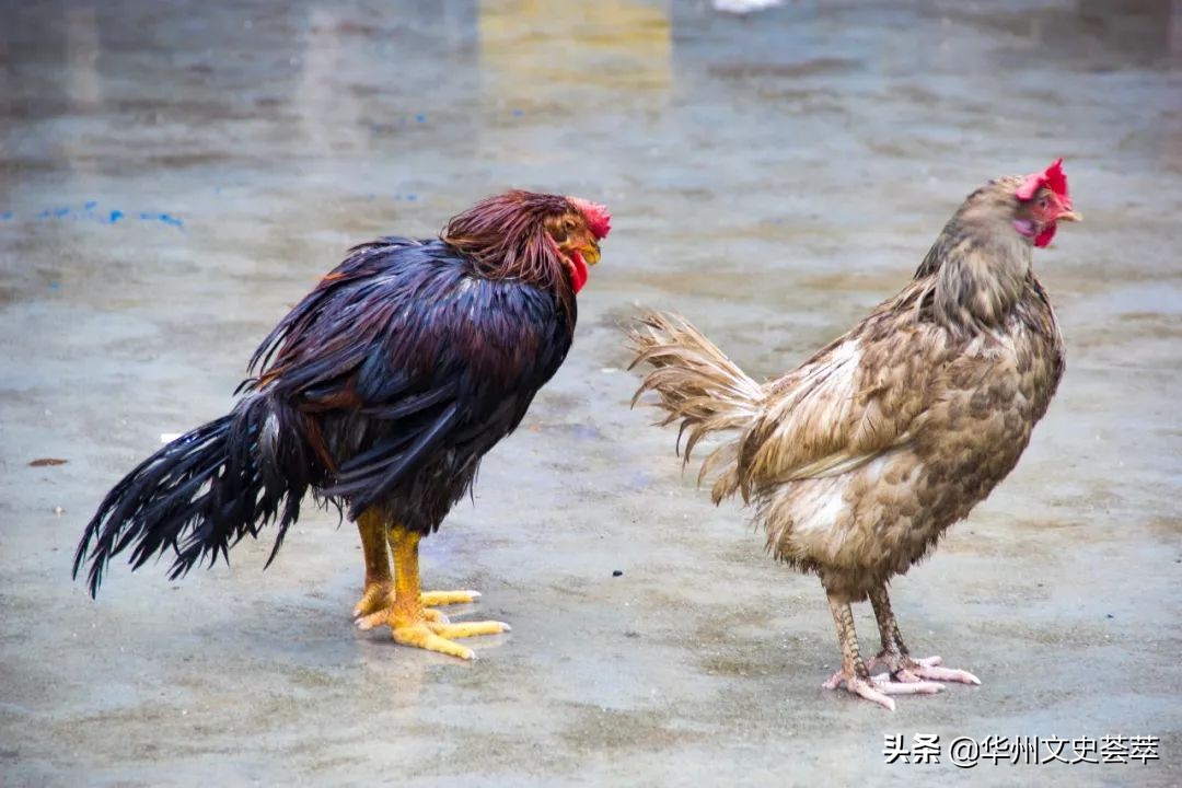 陕西太平峪和少华山,太平峪华山