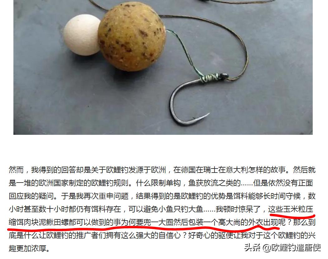欧鲤钓适合中国吗,欧鲤钓入门