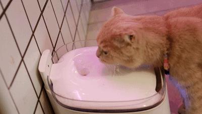 吃饭玩耍一体店,吃饭撸猫二选一