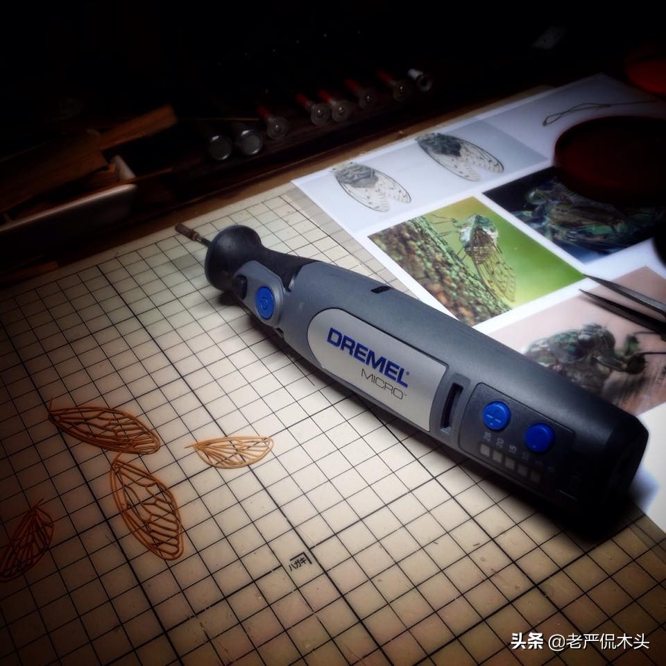 昆虫标本树脂竹节虫,昆虫标本制作竹节虫