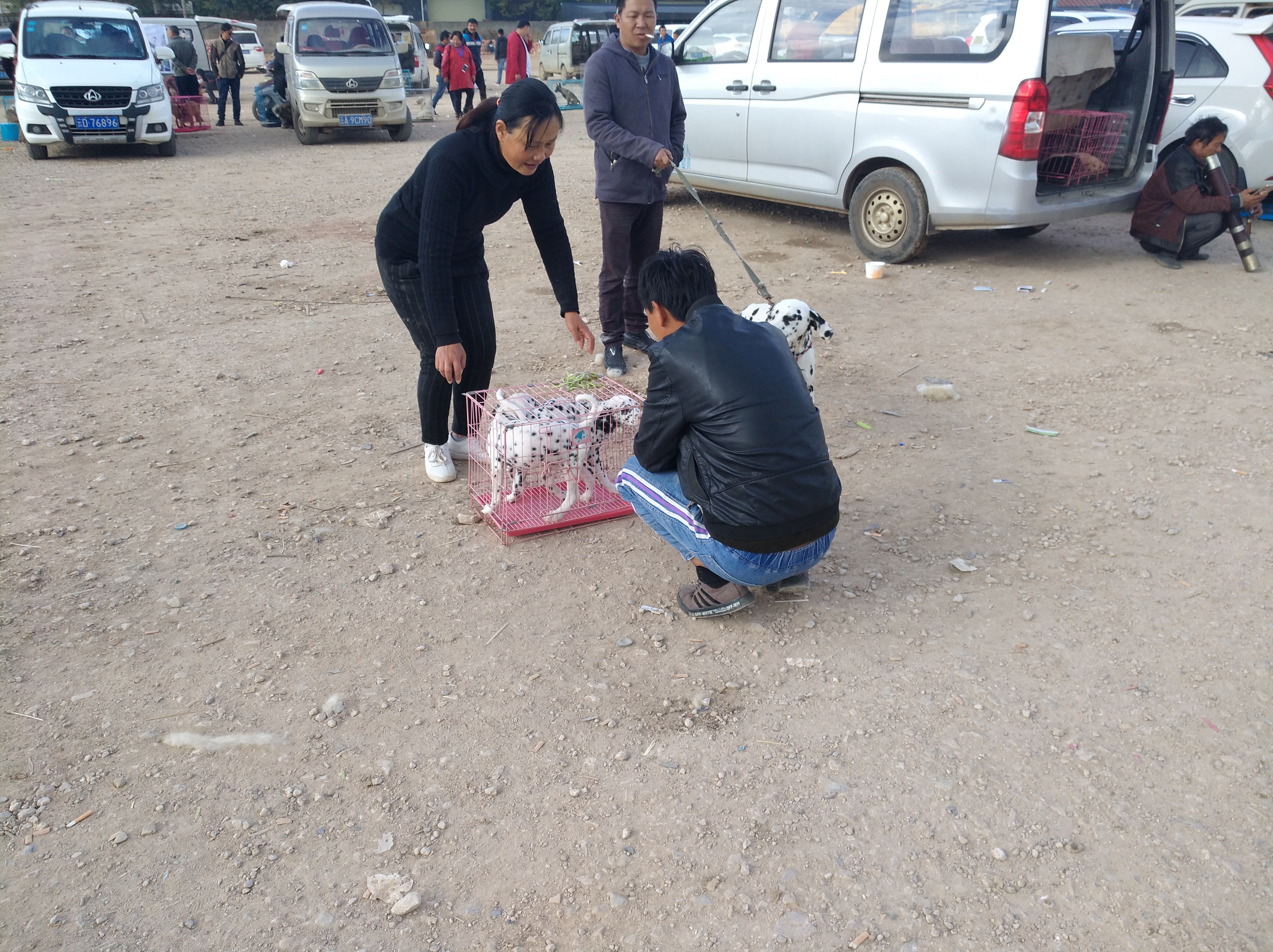 宠物市场淘斑点狗多少钱,狗市卖斑点狗