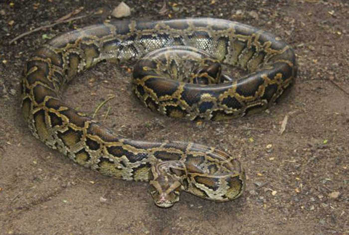 13公斤巨蟒闯入农家生吞活山羊,云南巨蟒吞了三只羊