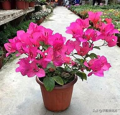 垃圾堆里捡回一盆花,垃圾变废为宝怎么养花