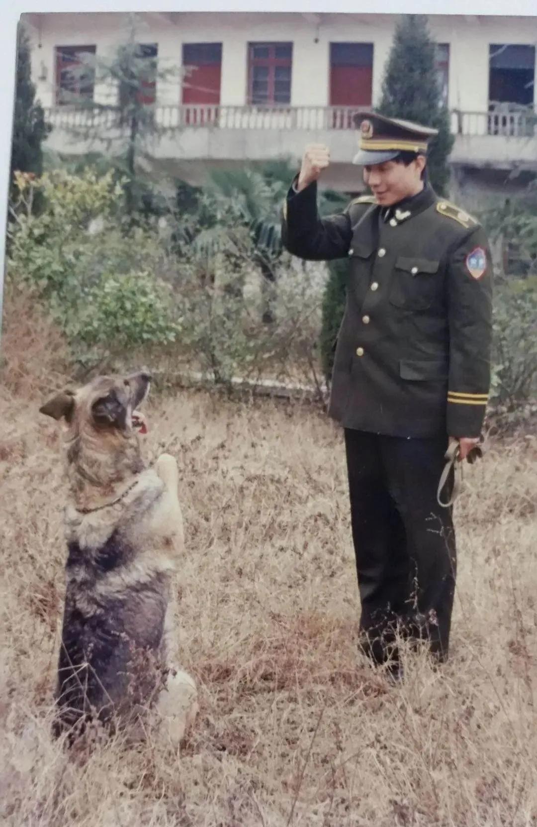十大最著名的警犬故事,有哪些关于警犬的英勇事迹
