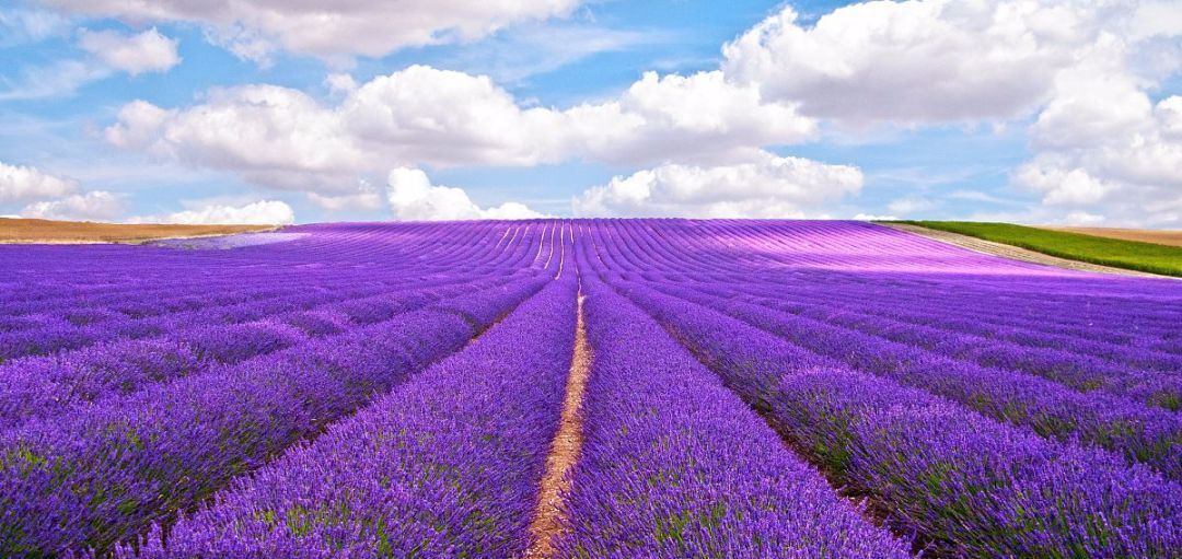 100种常见观叶植物图鉴史上最全,农村常见的100种植物