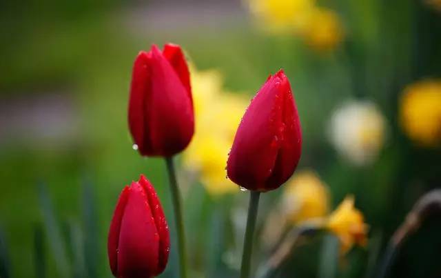 园林设计植物一览表图,神贴十大经典