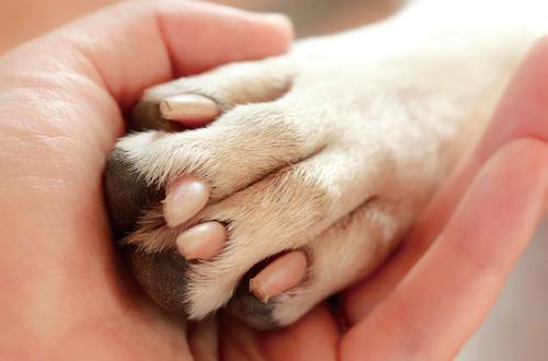 如何改掉狗狗舔爪子的坏习惯,狗狗频繁舔咬怎么办