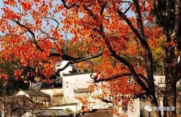 安徽赏秋的好乡村,安徽秋天去哪里赏秋最好