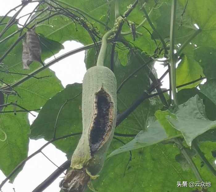 丝瓜裂瓜,大棚丝瓜烂瓜的原因及措施