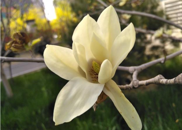 石家庄桥西实验十七中,石家庄市桥西区17中