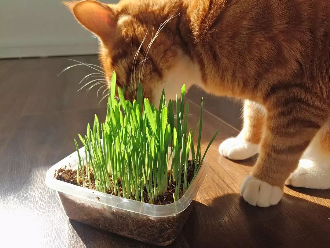 猫咪为啥光吃猫草根部不吃草,猫出去外面吃草还需要吃猫草吗