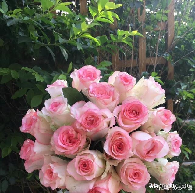 各色玫瑰寓意和花语一样吗,各色的玫瑰花代表什么